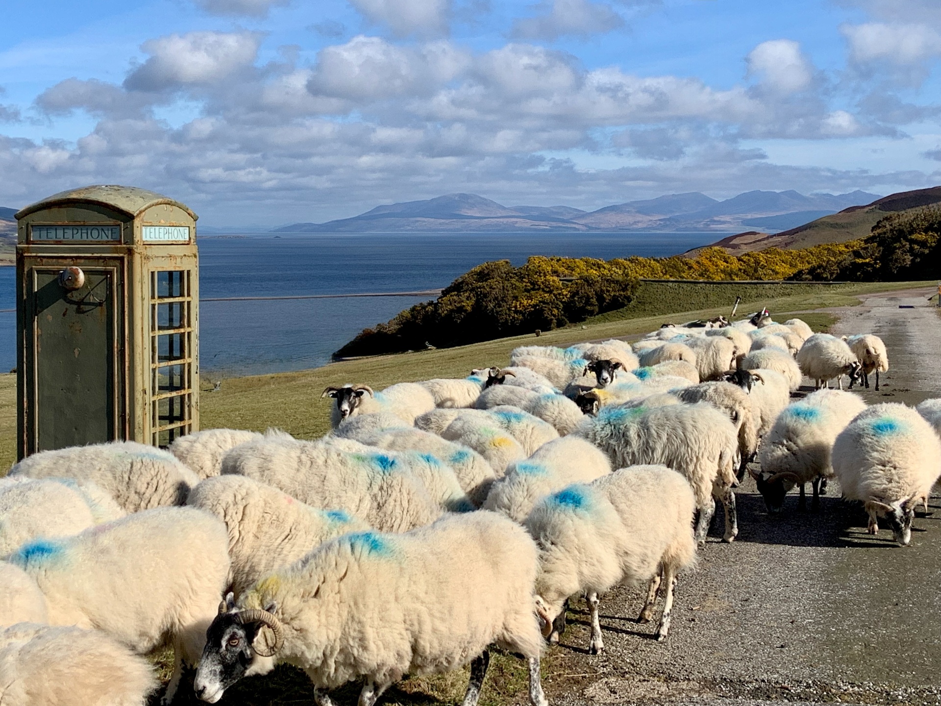 A flock of Scottish Blackface sheep on a coastal road, sea and mountains of Kintyre beyond