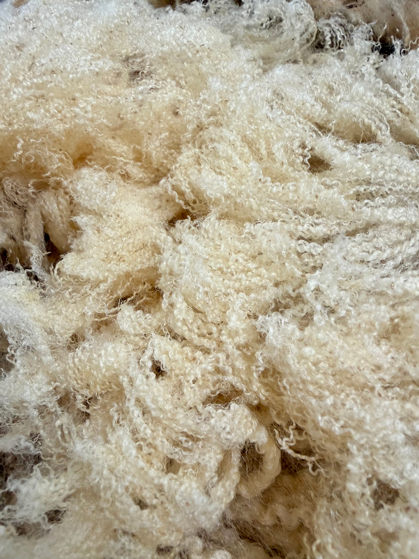 Raw Scottish hill wool fleece, undyed and unprocessed