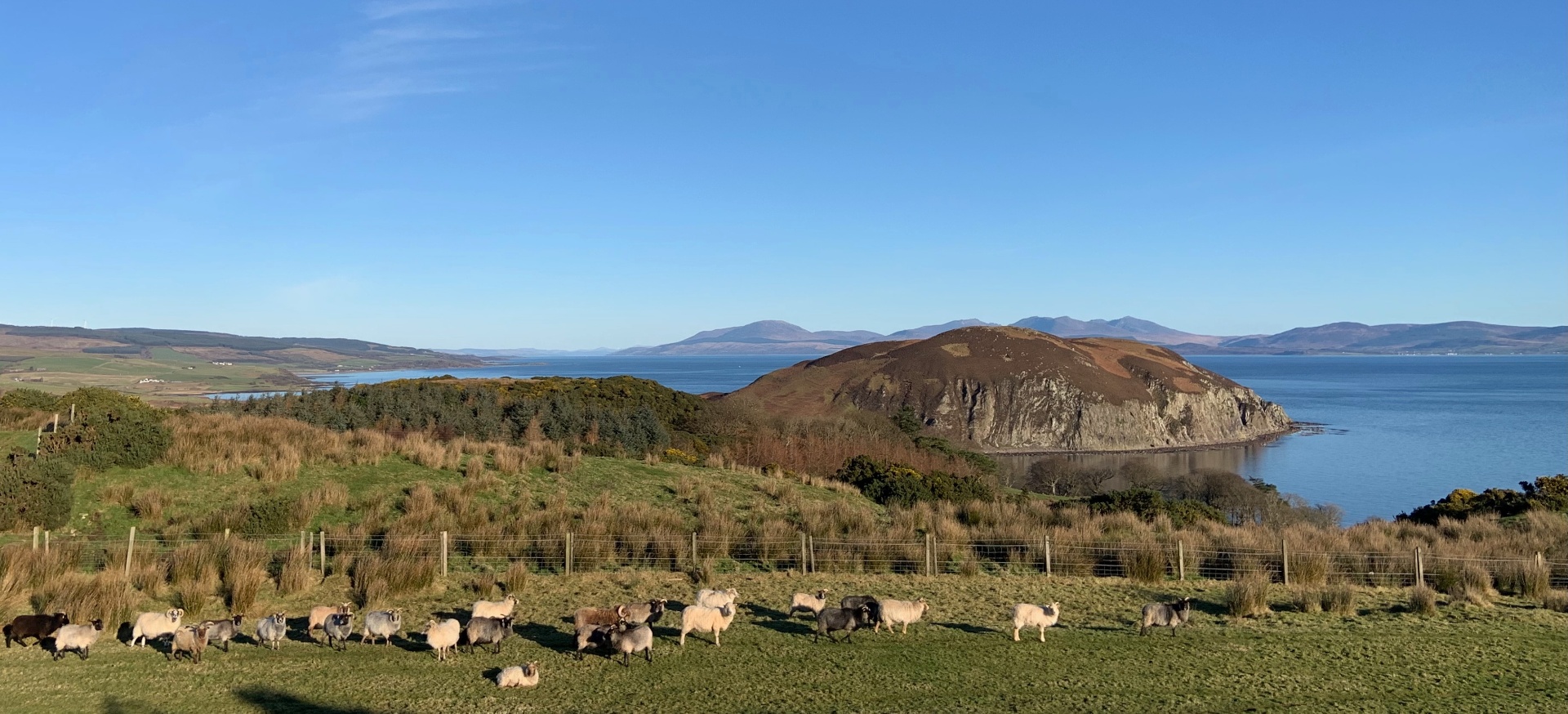 The Fleeced flock grazing on the Kintyre hills above the Atlantic